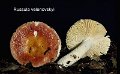 Russula velenovskyi-amf1730